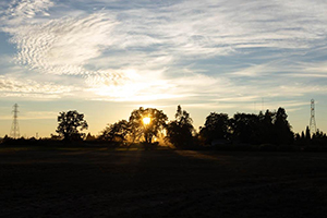 Landscape phot of the sun setting behind a tree, creating a silhouette.