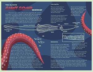 Inside of a brochure about giant squids. There is information about giant squids and more illustrations.